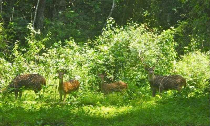 Topslip Anamalai Tiger Reserve day tour from Coimbatore