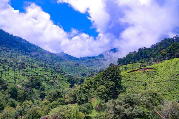 Sim's Park Coonoor gardens — Coimbatore to Coonoor tour package