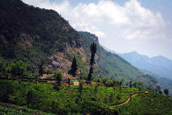 Coonoor tea estate landscape — hill station tour from Coimbatore