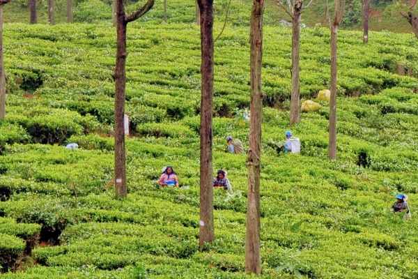 Lamb's Rock scenic viewpoint Coonoor — Coimbatore cab tour
