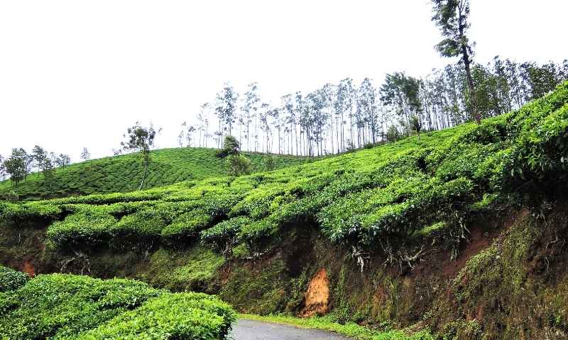 Coimbatore to Munnar hill station tour package — Kerala tea plantations and misty hills