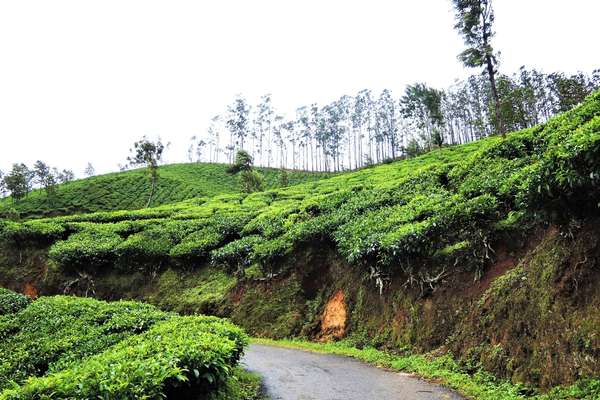 Munnar tea plantation hills — Coimbatore to Munnar tour package