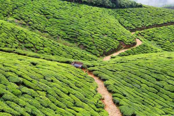 Eravikulam National Park views Munnar — Kerala hill station tour