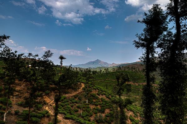Nilgiri tea estate scenery near Ooty — tour from Coimbatore