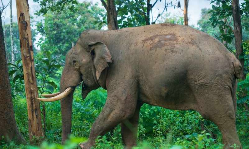 Coimbatore to Wayanad hill station tour package — Kerala highlands, caves and waterfalls